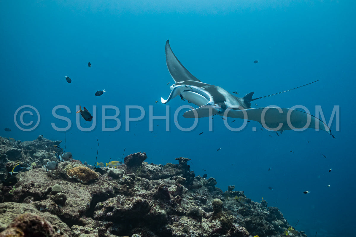 Manta ray rays flying around a cleaning station in the Maldives