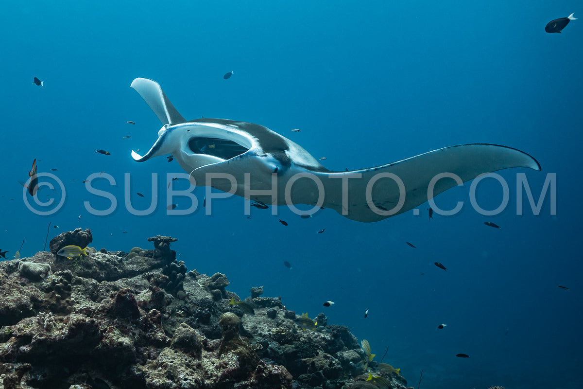 Manta ray rays flying around a cleaning station in the Maldives