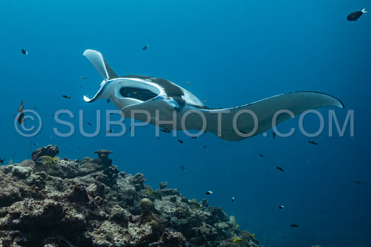 Manta ray rays flying around a cleaning station in the Maldives