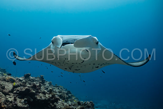 Manta ray rays flying around a cleaning station in the Maldives