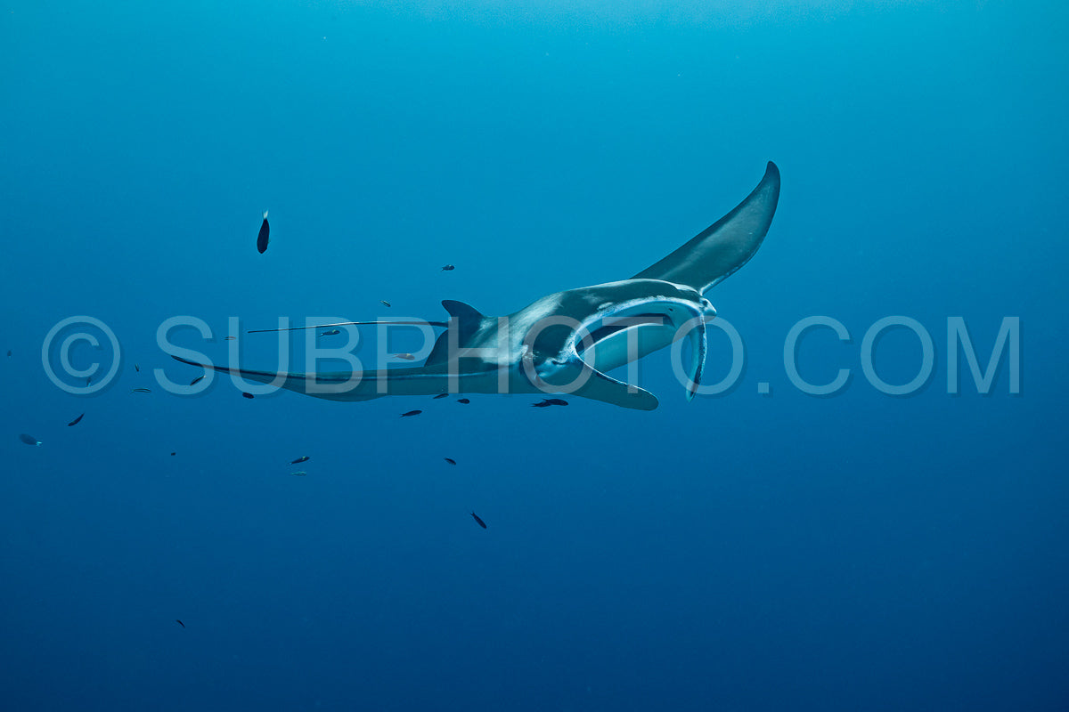 Manta ray rays flying around a cleaning station in the Maldives