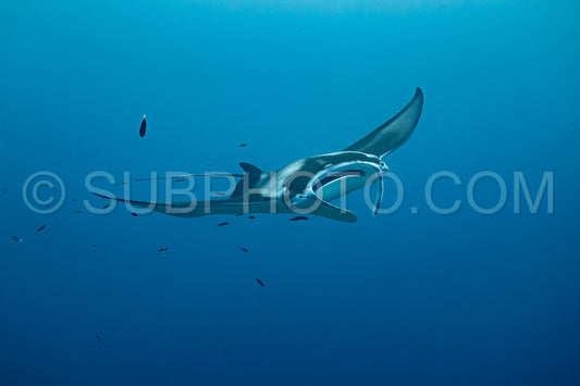 Manta ray rays flying around a cleaning station in the Maldives