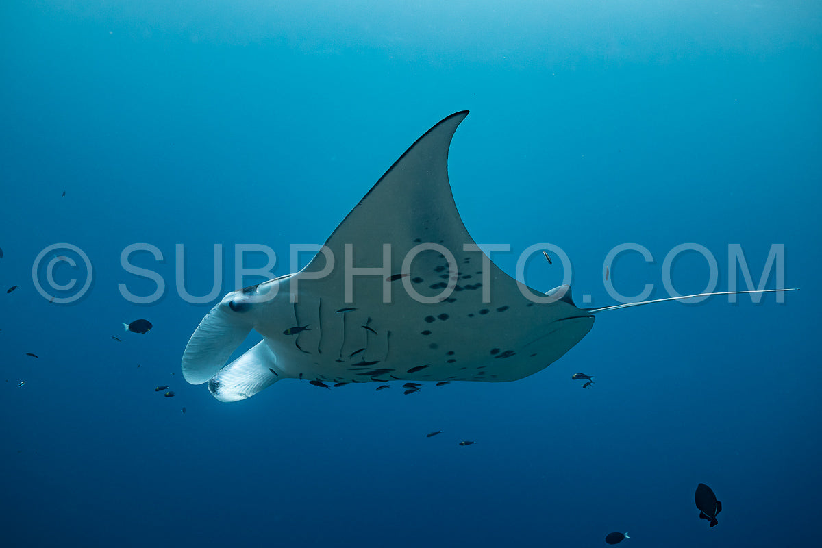 Manta ray rays flying around a cleaning station in the Maldives