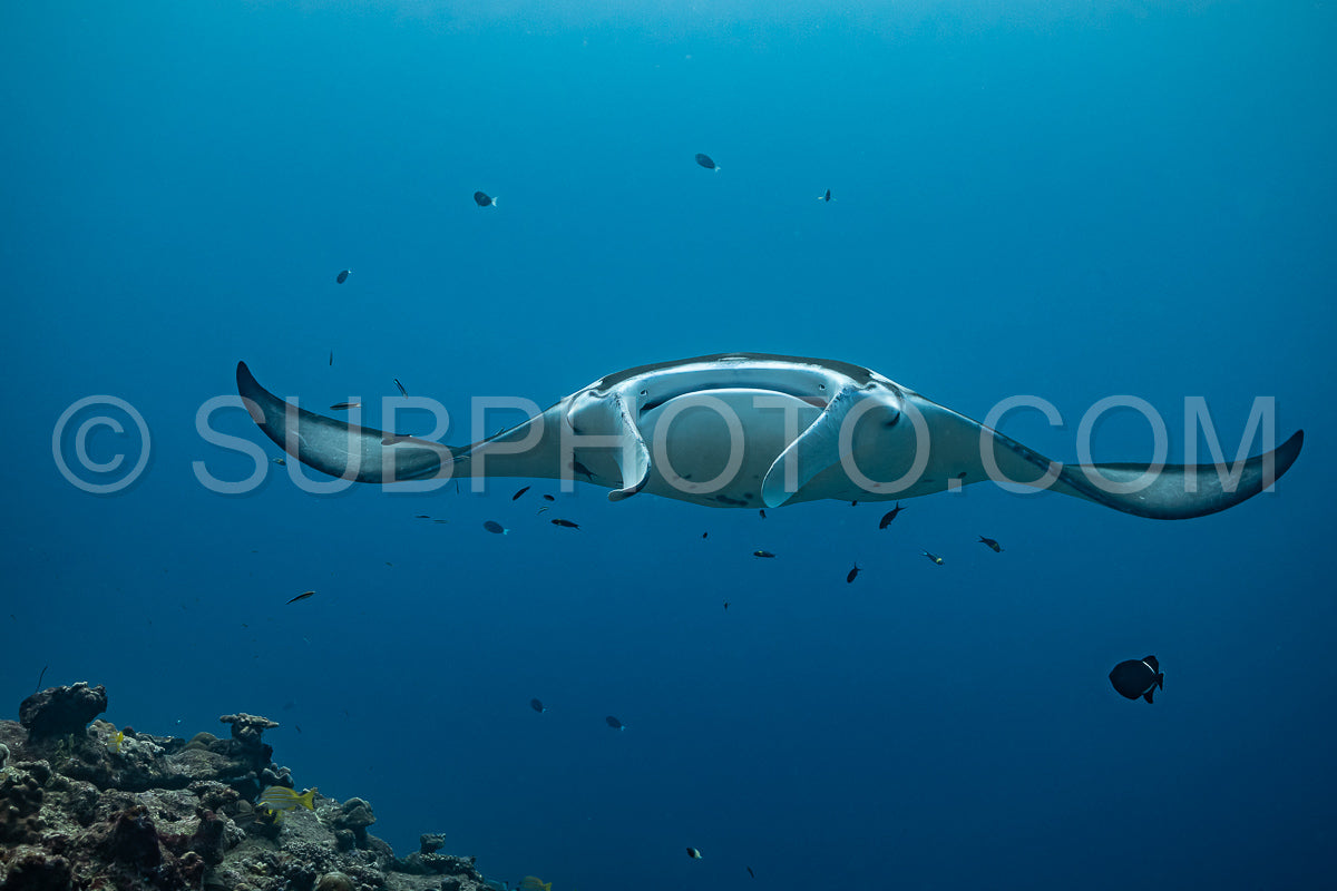 Manta ray rays flying around a cleaning station in the Maldives