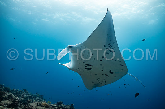 Manta ray rays flying around a cleaning station in the Maldives