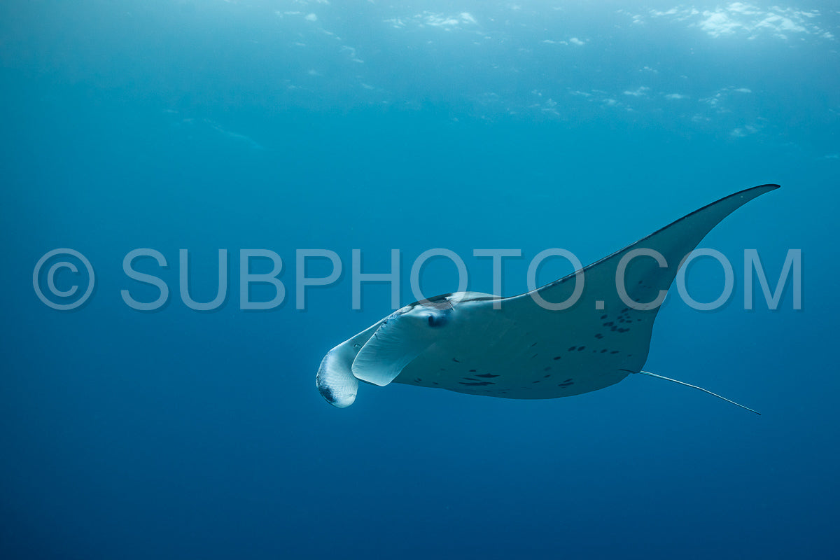 Manta ray rays flying around a cleaning station in the Maldives