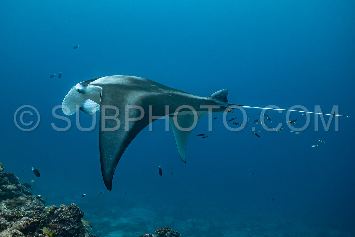 Manta ray rays flying around a cleaning station in the Maldives