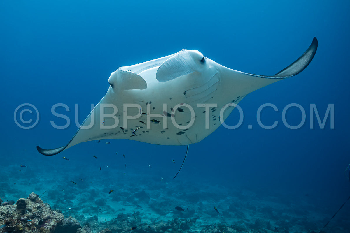 Manta ray rays flying around a cleaning station in the Maldives