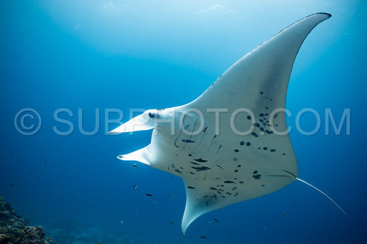 Manta ray rays flying around a cleaning station in the Maldives