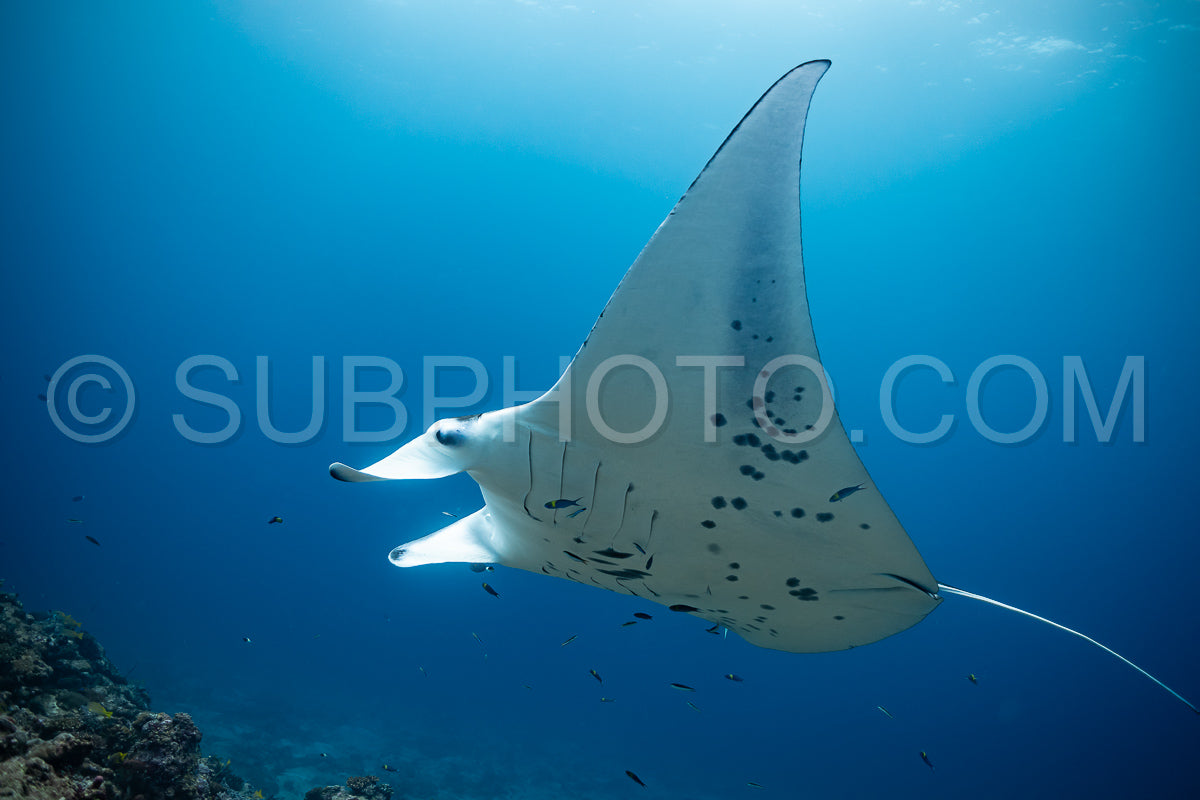 Manta ray rays flying around a cleaning station in the Maldives