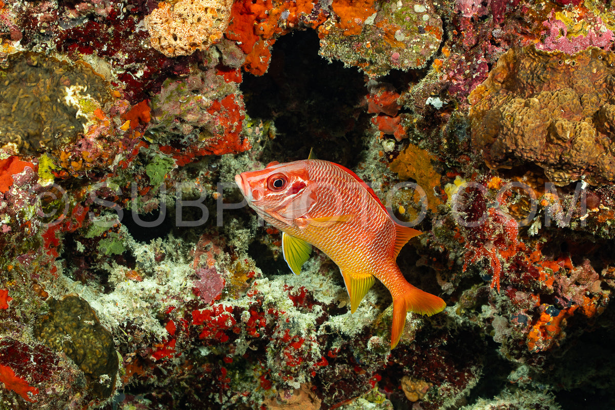 sabre squirrelfish- or giant squirrelfish or spiny squirrelfish