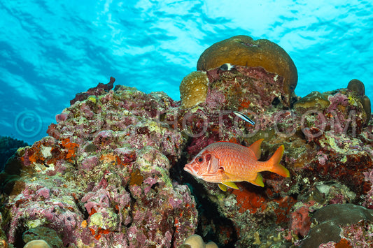 sabre squirrelfish- or giant squirrelfish or spiny squirrelfish
