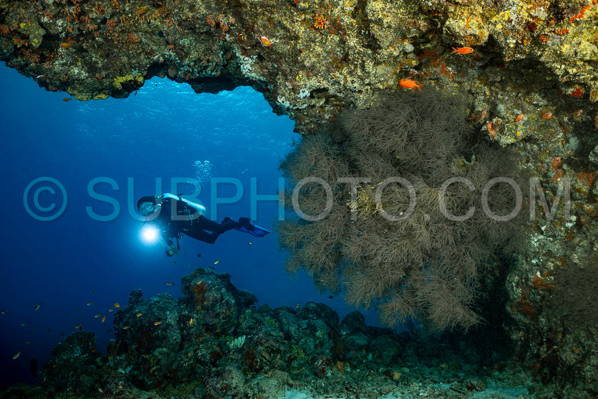 Diver discovering the beauty of the Maldivian coral reefs