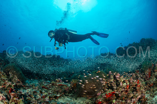 Photo de Banc de poissons-verres avec un plongeur aux Maldives