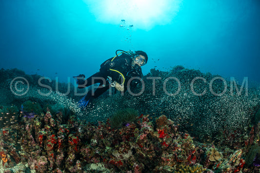 School of glassfish with a diver in the Maldives
