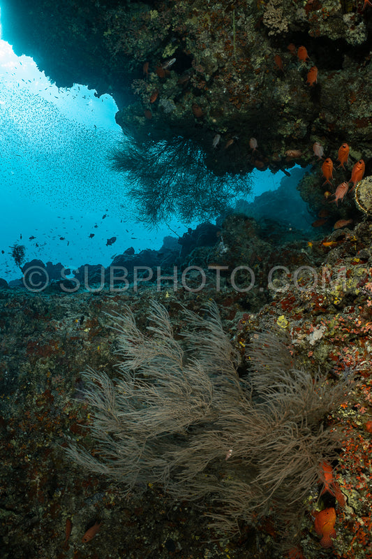 Diver discovering the beauty of the Maldivian coral reefs