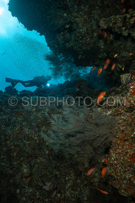 Diver discovering the beauty of the Maldivian coral reefs