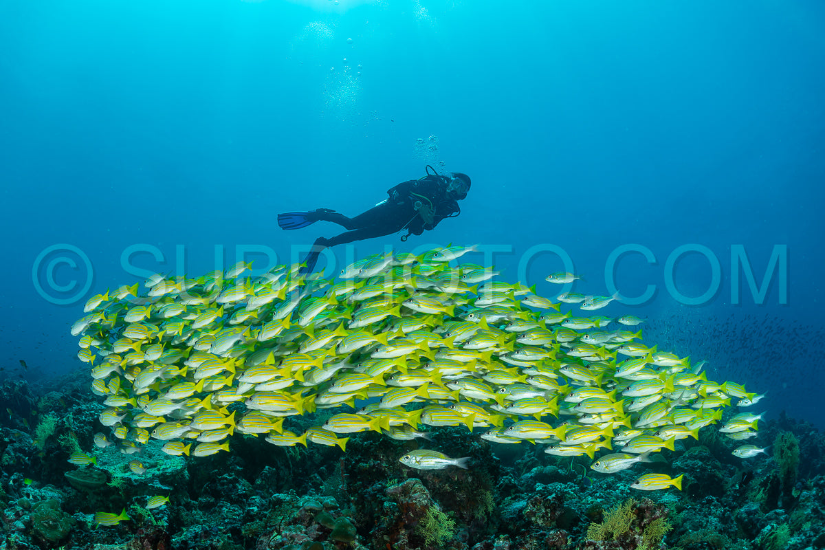 School of common bluestripe snapper with a diver