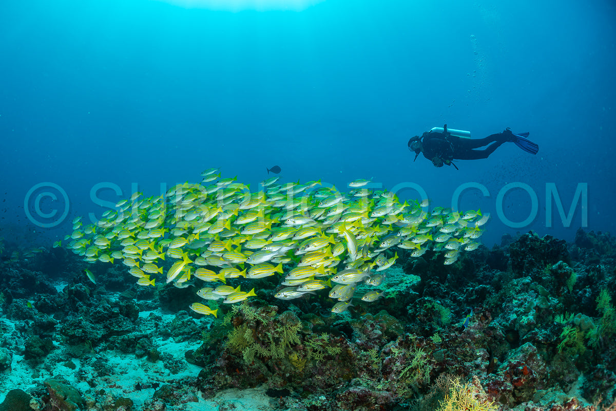 School of common bluestripe snapper with a diver