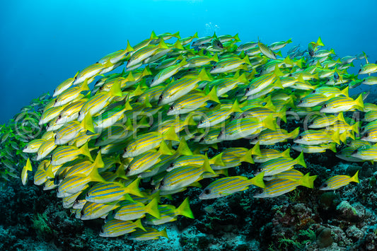 School of common bluestripe snapper with a diver