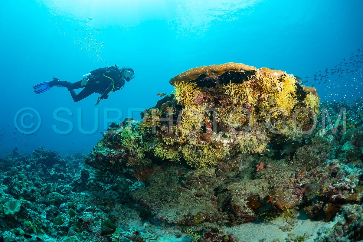 Diver discovering the beauty of the Maldivian coral reefs