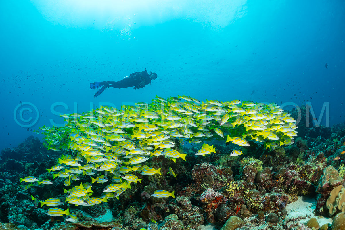 School of common bluestripe snapper with a diver