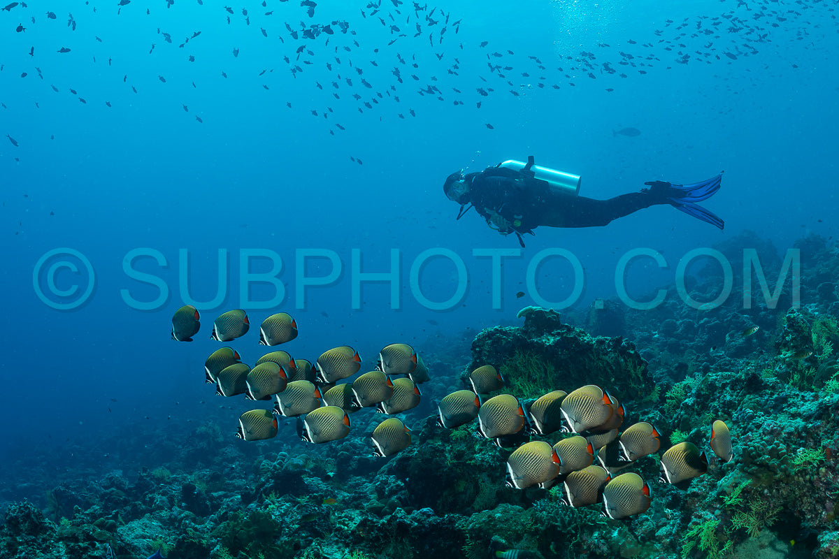 Photo de Banc de poissons-papillons à queue rouge avec un plongeur