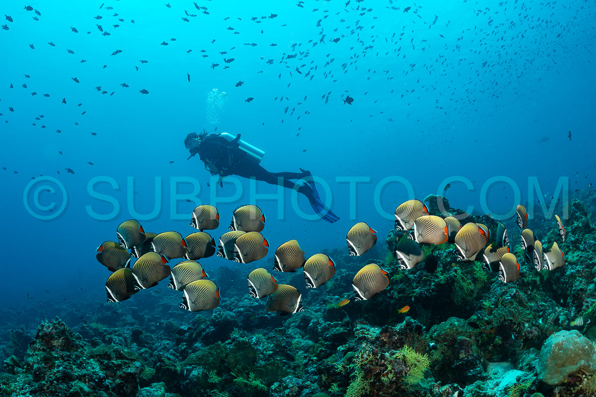 Photo de Banc de poissons-papillons à queue rouge avec un plongeur