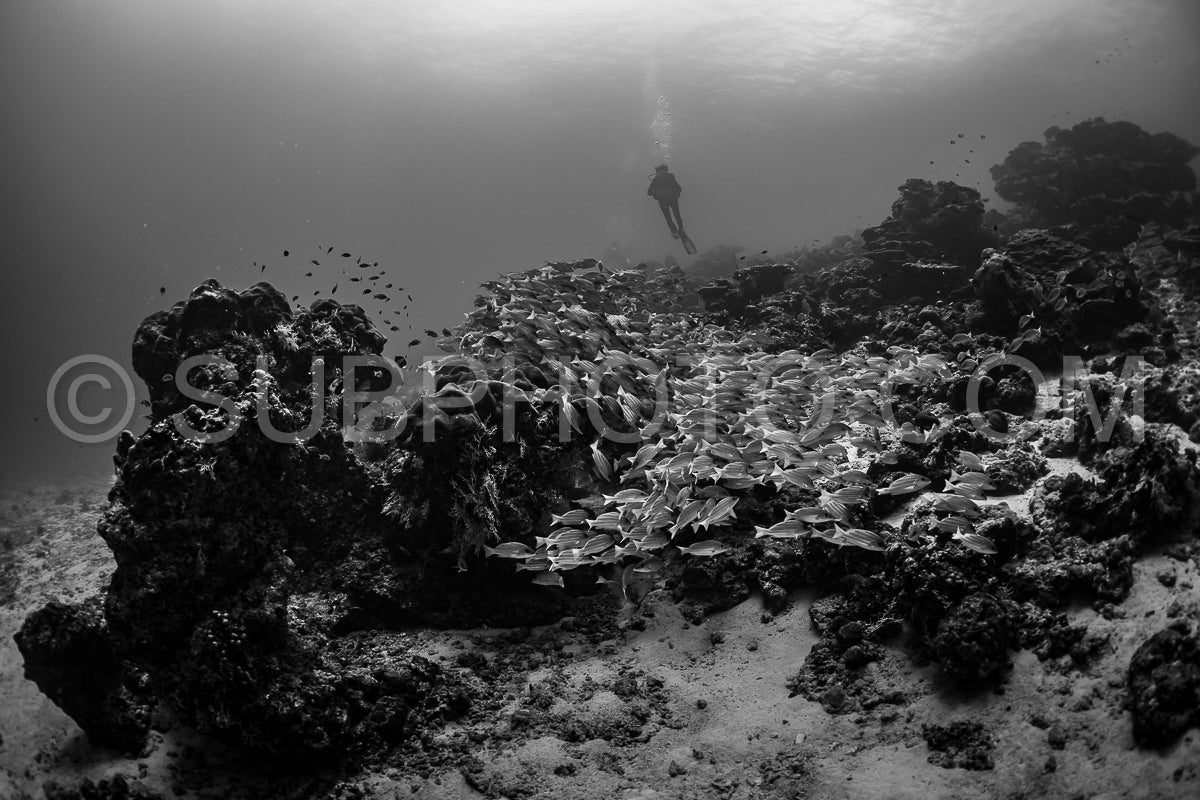 Photo de Banc de vivaneaux avec un plongeur
