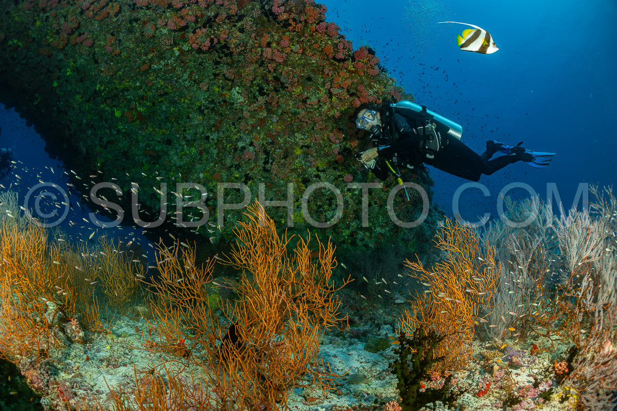 Diver discovering the beauty of the Maldivian coral reefs