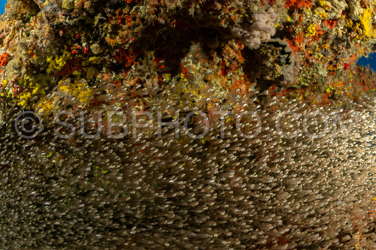 Photo de Banc de poissons-verres aux Maldives