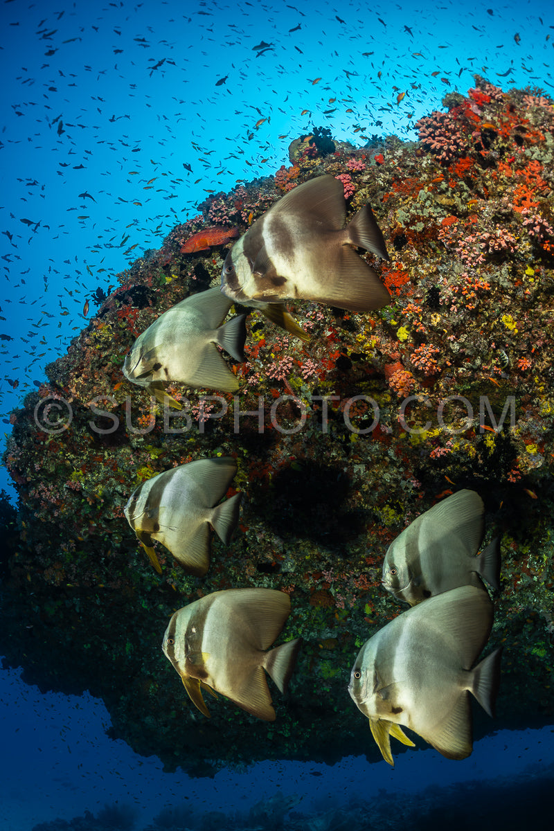 Platax fish in the Maldives
