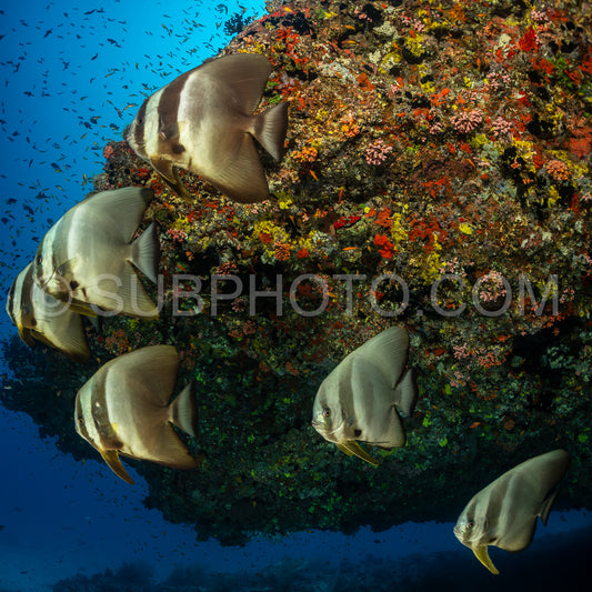 Platax fish in the Maldives
