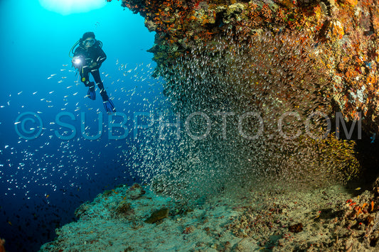 Photo de Banc de poissons-verres aux Maldives