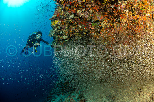 Photo de Banc de poissons-verres aux Maldives