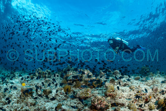 Diver discovering the beauty of the Maldivian coral reefs with abundant life