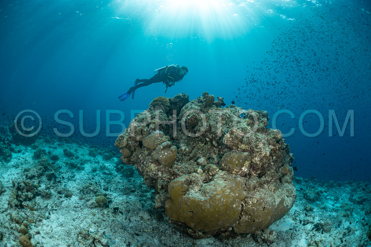 Diver discovering the beauty of the Maldivian coral reefs with abundant life