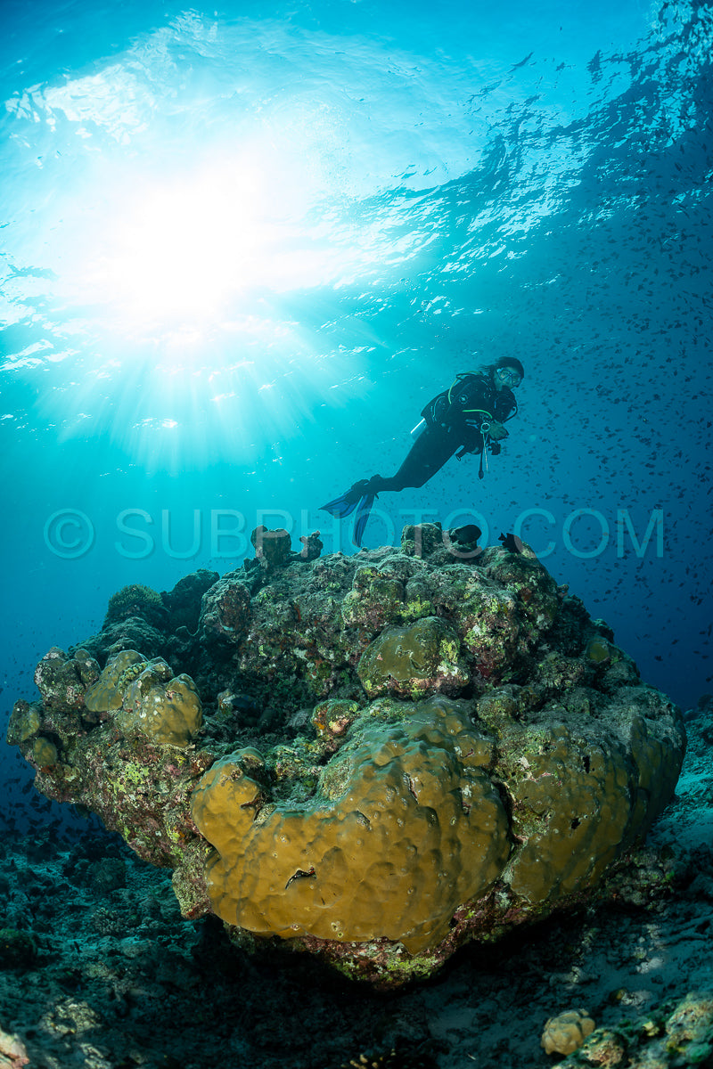 Diver discovering the beauty of the Maldivian coral reefs with abundant life