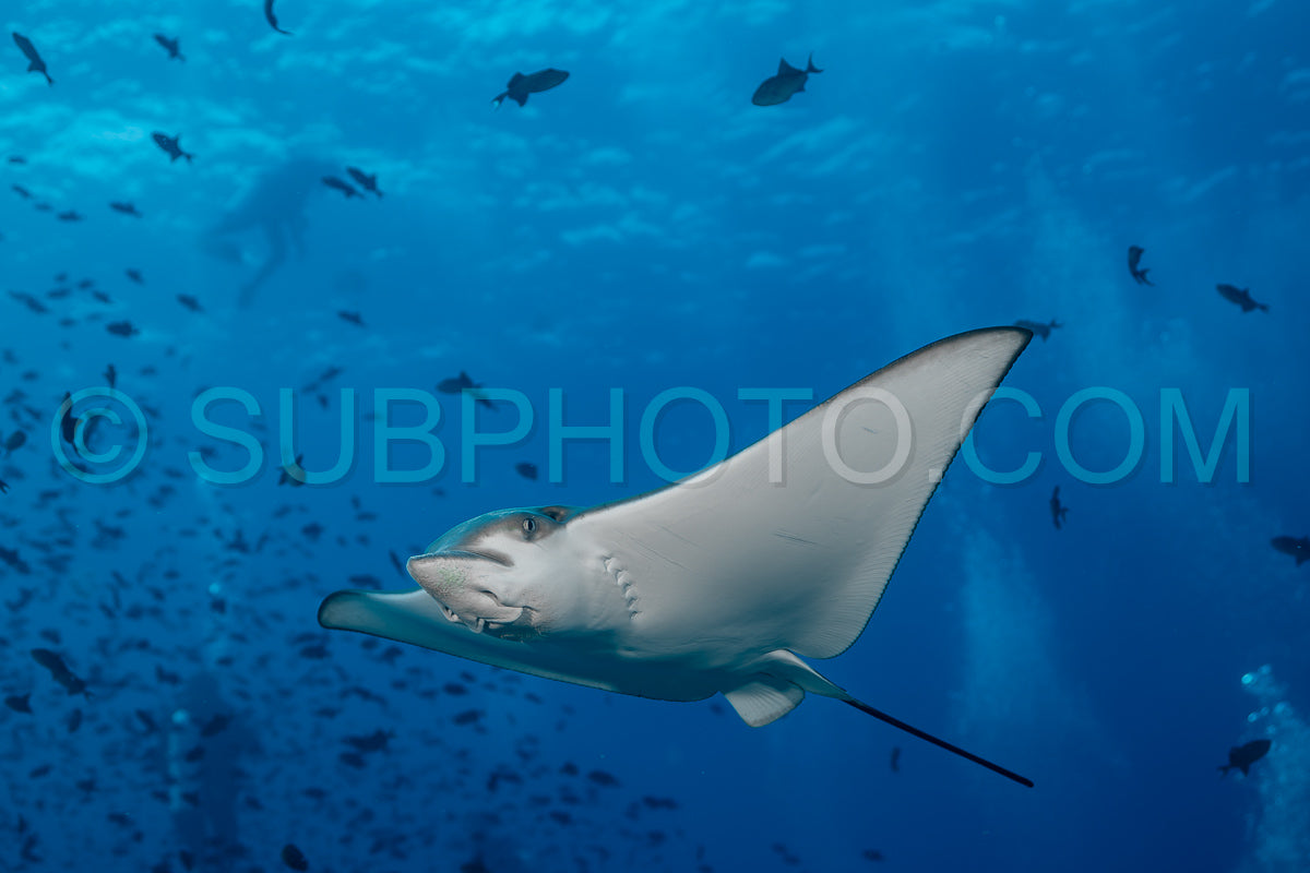 Spotted eagle ray