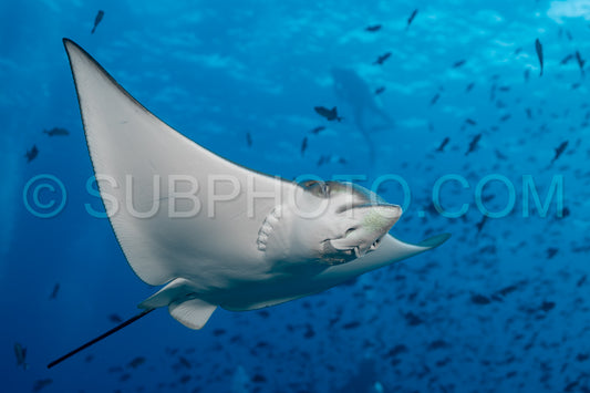 Spotted eagle ray