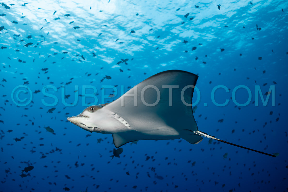 Spotted eagle ray