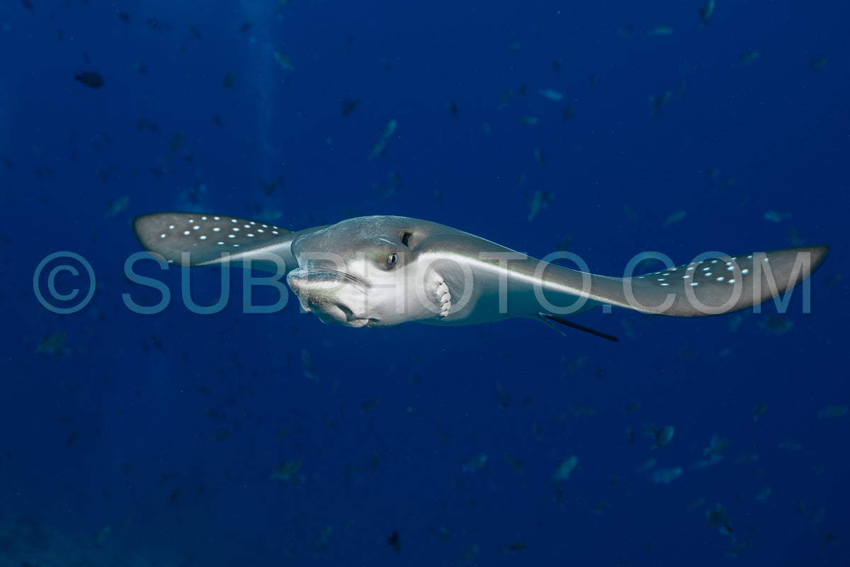 Spotted eagle ray