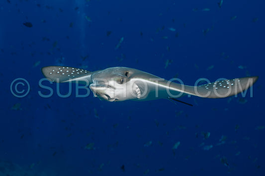 Spotted eagle ray