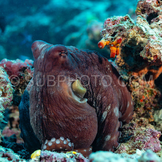 big blue octopus