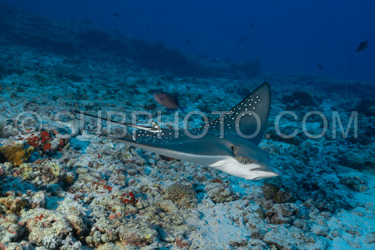 Spotted eagle ray