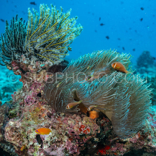 Maldive anemonefish or blackfinned anemonefish