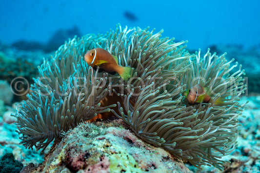 Maldive anemonefish or blackfinned anemonefish