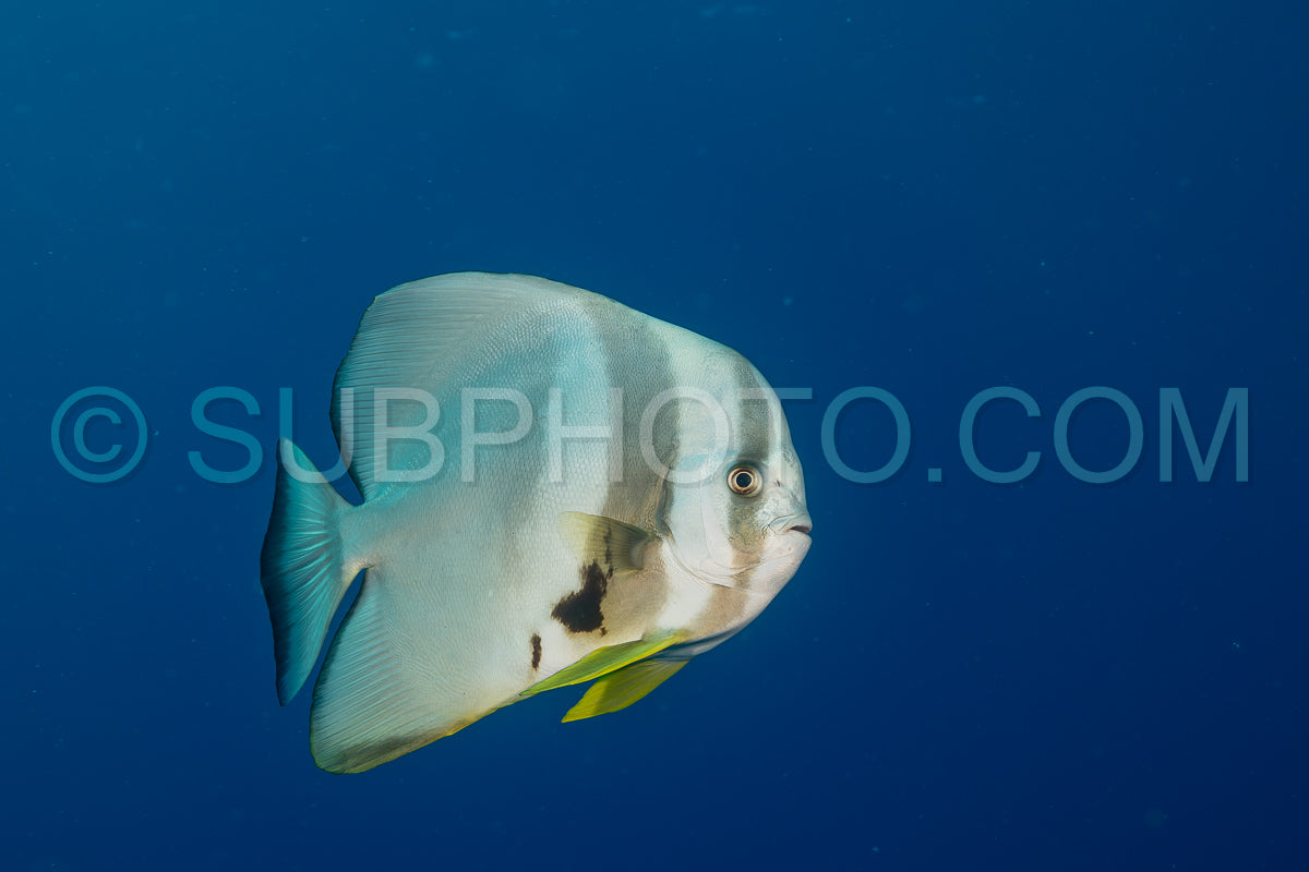 Platax fish in the Maldives