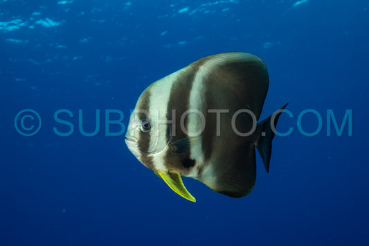 Platax fish in the Maldives