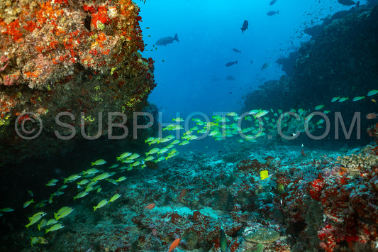 Photo de Banc de vivaneaux à bandes bleues